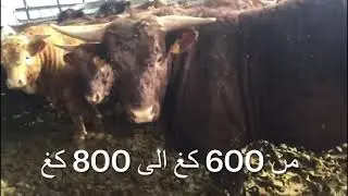 Veaux charolais limousine crois&eacute;