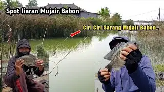 SPOT MANCING LINGI LINGI sarangnya Mujair Babon || Mancing ikan Mujair Babon