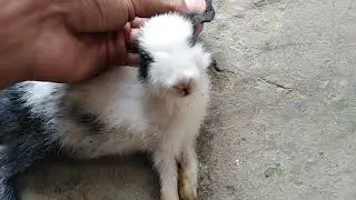 My Bunny is No more 😢😢