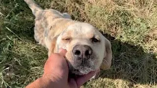 Abandoned Labrador tired of wandering, fell into my arms.