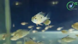Mikrogeophagus altispinosa - Bolivian Ram Cichlid