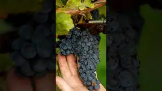 Gralyn Estate Margaret River Winery - Autumn