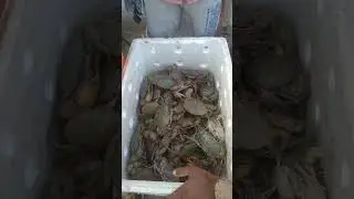 live mud crab available