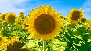 Sunflower Fields-Davis Family Farm(4K)