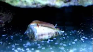 Strombus Persicus