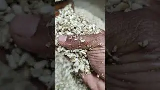 Samriddhi Naturals Haveri Safflower Oil Production 