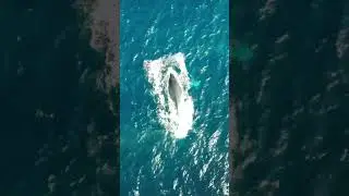 Whale coming up for breathing  #aquaticbeauty