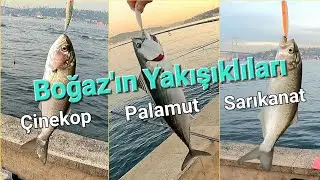 PALAMUT | SARIKANAT | ÇİNEKOP - İSTANBUL'DA BALIK AVI