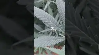 Dutch passion White widow F1