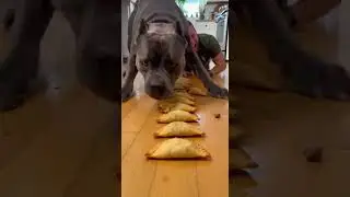 The Illegal Way to Win an Eating Contest! 🤯🤫  #Shorts  #foodchallenge #dog