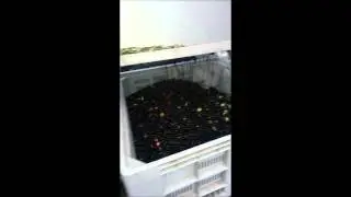 machine effeuillage olive(&eacute;limination feuilles,bri
