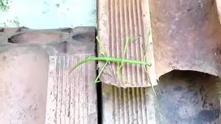 2020 03 Bicho pau nos tijolos PNTijuca