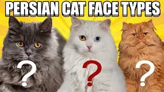 Percain cat face types ! dool face! semi punch face! extreme punch etc.... || தமிழ்