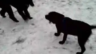 Canine Social Behavior