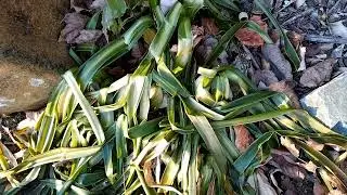 Rare geophytes after the coldest start to December in 8 years