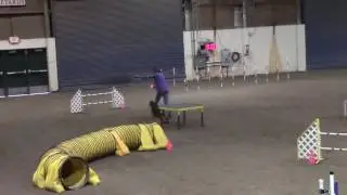 Doberman DashDash in an attempt to Q in AKC Open Standard agility