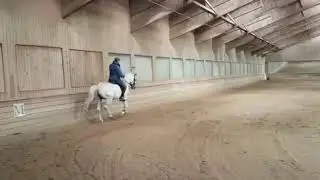 Canter Training with Siglavy Grazioso