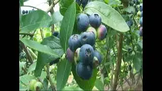 Cultivo de arándanos en Asturias