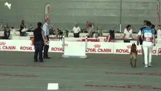 World obedience fci championship Torino 2015 - Erak / Cini