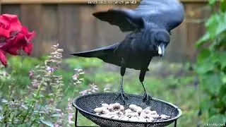 Fall Bird Footage #birds #nature #bird #wildlife #birdspecies #videoforcatstowatch #videofordogs
