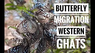 Butterfly Migration: Western Ghats @ Nilgiris || Web Of Life || Nature Vlog by Mahesh Raja