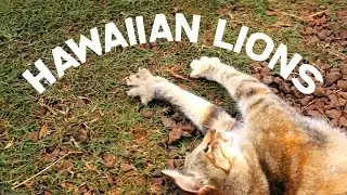 Hawaiian Lions - Lanai Cat Sanctuary, Lanai, Hawaii