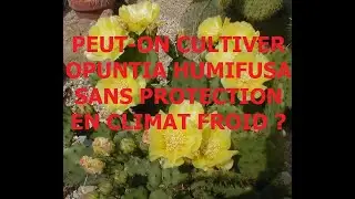 Peut on cultiver Opuntia humifusa sans protection en climat froid ?