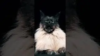 Zen Cats: Amazing Art Videos to Inspire and Heal