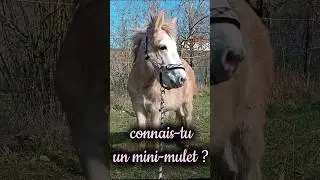 Combien de faits connaissais-tu sur Geronimo ? 🐴✨ mini-mulet