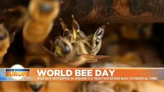 Ukrainians keep wild beekeeping tradition alive