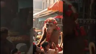 Funny Monkey Throwing Things in Market