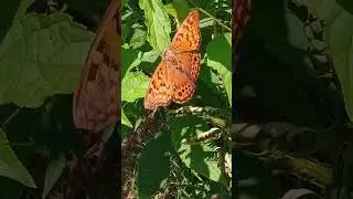 Tawny Emperor Butterfly