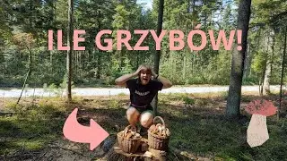 SZOK !!! 😱  NIESAMOWITY WYSYP GRZYB&Oacute;W🍄
