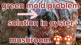 Green mold problem-solution in oyster mushroom bags// by chemical method//black fungus problem/
