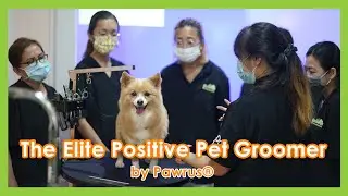 The Elite Positive Pet Groomer Program by Pawrus&reg;