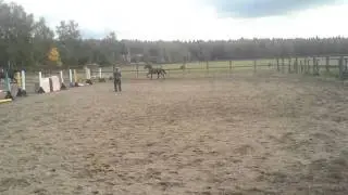 horses running around in circles