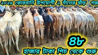 ১৬/০১/২৬/ পাহারি বর্ডার ক্রস ২০২৬ কোরবানি উপযোগী ২ দাঁতের ষাঁড় গরু মাত্র ৪৮ হাজার টাকা পিচ থেকে শুর