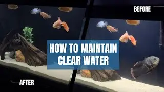 Crystal Clear Aquarium Water | Top 3 Tips (EASY) - Imran&rsquo;s World