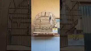 Curió BIG GUTO 839