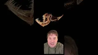 Anglerfish! #animals #biology #science #learning #learneclecticthings