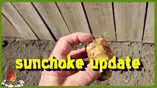sunchoke update