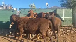 Meatmaster Sheep SP Ewes [2025]