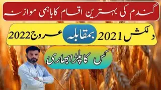 Dilkash-2021 VS Arooj 2022 || Salient Features of Wheat Varieties || Farming Expert 786