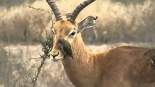 Killing Bird.Oxpecker KrugerPark