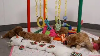 Blue Diamond Tiffany F1 Cavapoo Litter 1
