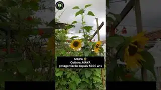 MILPA : culture MAYA  potager facile depuis 5000 ans TUTO