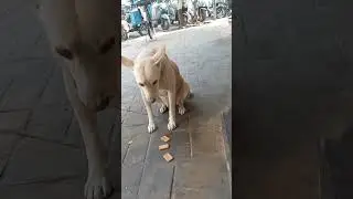 || Please help me || 🐈animal lovers 🦮 || Mukesh Chaudhary vlogs || subscribe now ||