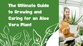 The Ultimate Guide to Growing and Caring for an Aloe Vera Plant
