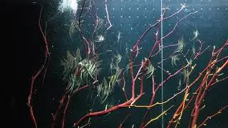 tank raised altum angel fish in a 700 gallon tank with manzanita f1 Rio atabapo