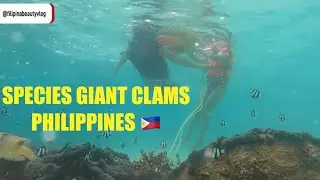 SPECIES Giant Clams Sanctuary Samal Island 🇵🇭 #philippines #clam #expat #travel